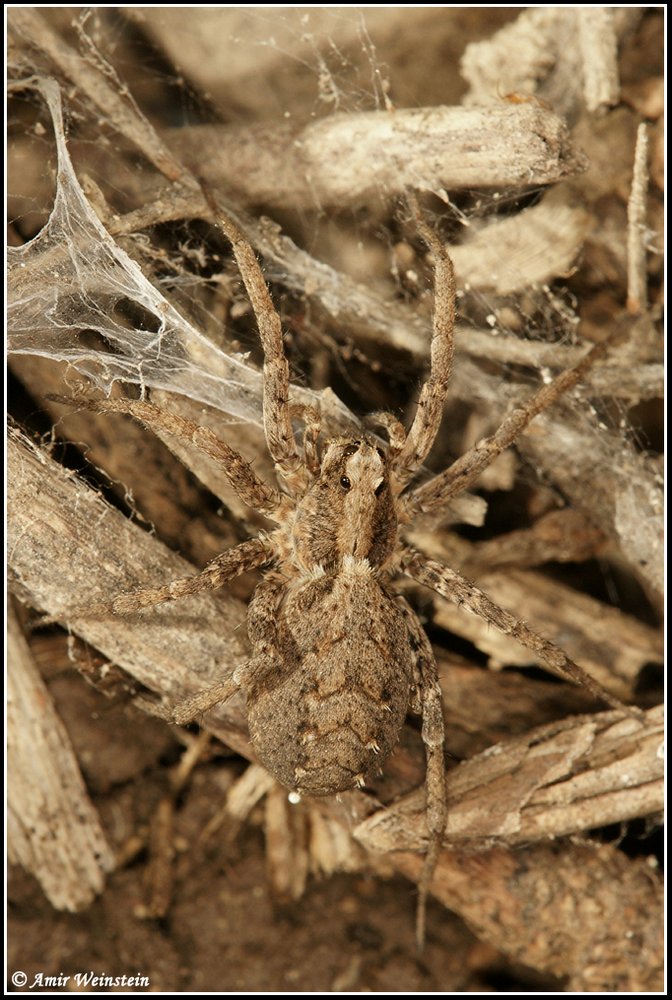 Araneae d''Israele